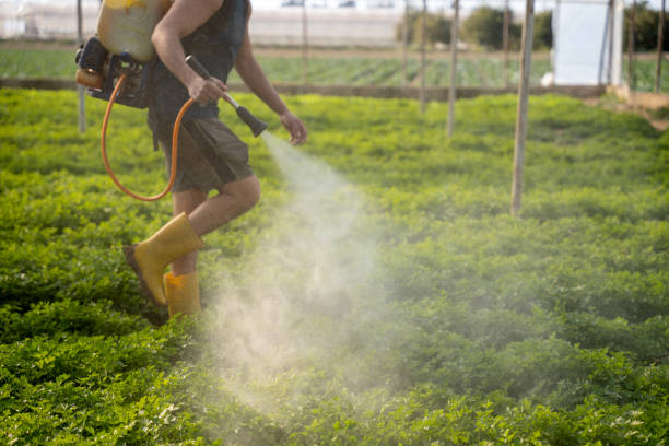 Best Wasp Removal Services  in Warner, OK