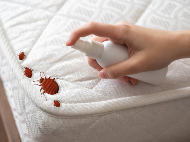 Best Ant Control Services  in Warner, OK